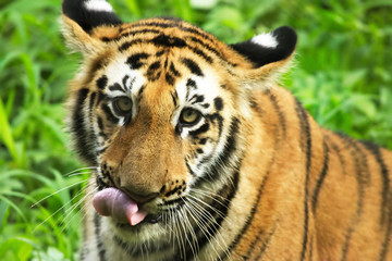 Fototapeta na wymiar Royal Bengal Tiger in Sundarban