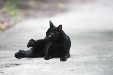 Black cat portrait on the street