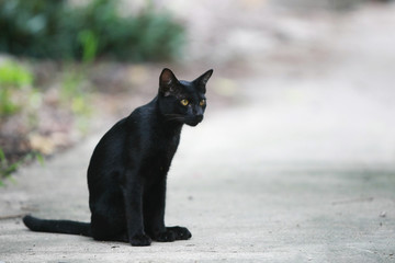 Black cat portrait on the street