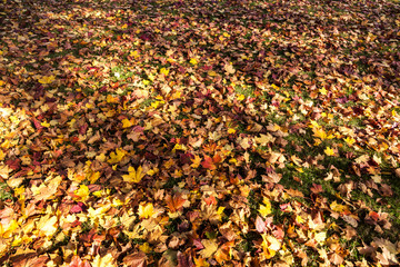 Herbstblätter auf Boden