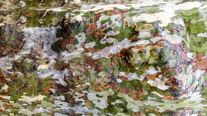 Wooden pattern of stump of platanus as background