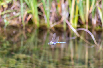 Blaue große Königslibelle im Flug über einem Teich auf Beutesuche (Fliegen, Kleinlibellen und...