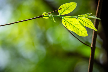 Green Leaves in the Forest