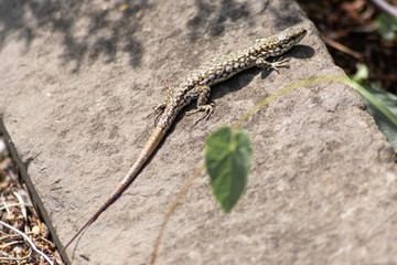 Scheue Eidechse mit nachgewachsenen Schwanz hat den Schwanz abgeworfen auf der Flucht vor Fressfeinden wie Greifvögeln und Füchsen und nimmt ein Sonnenbad zum Aufwärmen auf einem Felsen