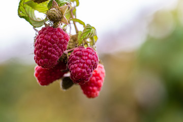 Raspberry growing on bush in a field