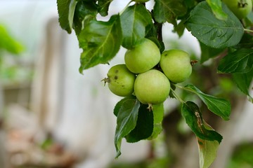 Apples on apple tree branch in fruit garden.Selective focus. Summer, autumn, harvest background.