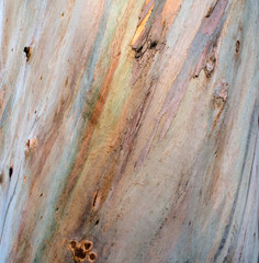 Wooden pattern of stump of platanus as background