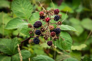 blackberry on bush