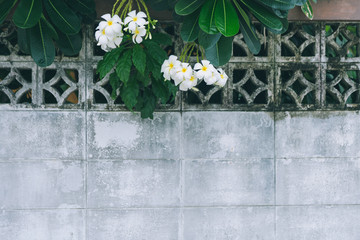 Plumaria flowers and branch over an old white brick wall