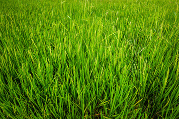 Green Rice Field Produce Grain