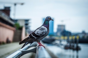 pigeons on the bridge