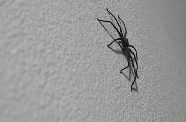 huge common huntsman spider crawling on home wall in night