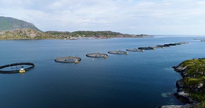 Salmon farm, aerial shot of string of salmon fishing pools near coast in northern Norway / Lofoten islands fjord