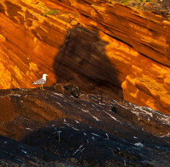 Gaviota patiamarilla, L'Illa Grossa, Reserva Natural Islas Columbretes, Mar Mediterráneo,...