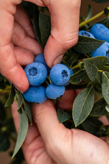 Hand holding freshly picked blueberries