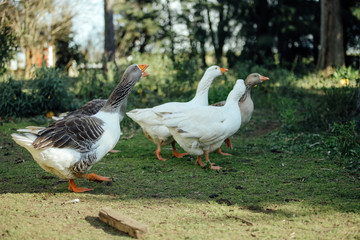 Group of white and gray geese walk through a farm