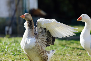 White and gray goose flaps its wings