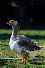 Two gray and white geese seen in profile sunbathing on a farm