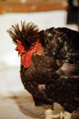Strange rooster with panache on the head and colored feathers on the wings sunbathing