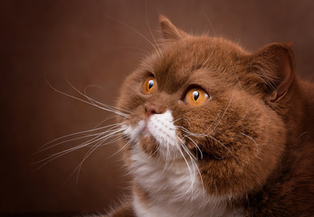 Typvolle Britisch Kurzhaar Katze in cinnamon - Portrait