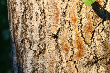 Муха на коре