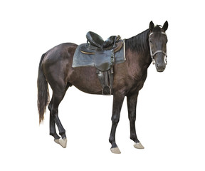 Side view of dark brown adult horse looking forward and isolated on white background