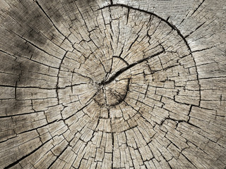 Close-up of rough tree cut trunk. Stump textured background with circular annual rings