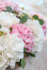 Pink and white hydrangea
