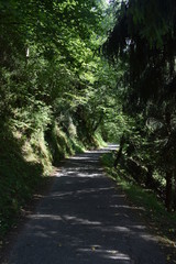 Carretera atravesando un bosque frondoso.