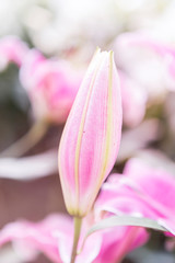 Obraz na płótnie Canvas Closeup fresh pink lilly flower over blurred background, selective focus, spring and summer nature background, outdoor day light