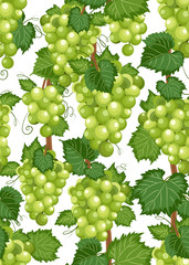 Grape vine seamless pattern and leaves on white background, Fresh organic food, White grape bunch pattern background, Fruit vector illustration.