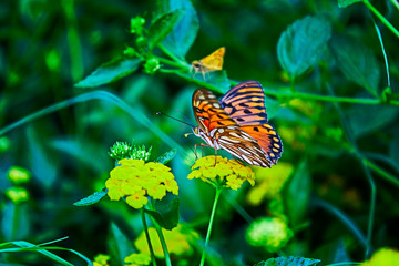A beautiful butterfly and flowers background