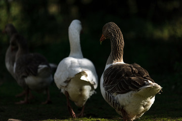 Naklejka na ściany i meble Geese seen from behind walk in a row by a farm