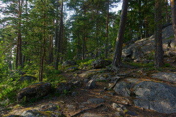 Forest on the rock. Summer landscape