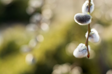 drops of dew on green grass