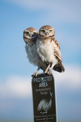 Two young burrowing owls perched atop a protected area sign