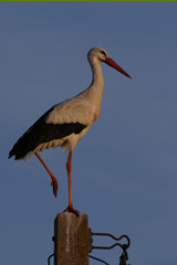 acrobatie sur une patte 