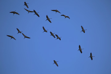 Fototapeta premium ballet des grues dans les airs