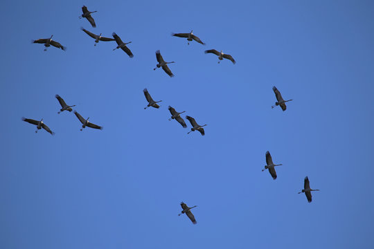 ballet des grues dans les airs