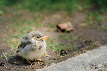Small Pigeonneau shrink its body to keep itself warm in cold weather in a garden