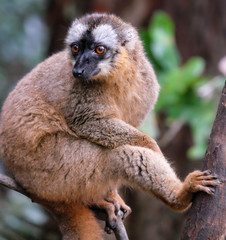 Female Common Brown Lemur (Eulemur fulvus), seen at the Ranomafana National Park, Madagascar