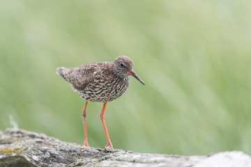 sitting redshank in the salt marshes of the North Sea