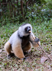 Diademed Sifaka (Propithecus diadema), living in Ranomafana National Park, Madagascar