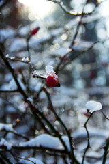 winter dried rosehip snow plant