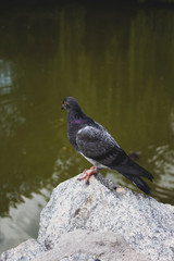 A dove sits on a stone by the water. There is a place for text. Banner, postcard. copy space.