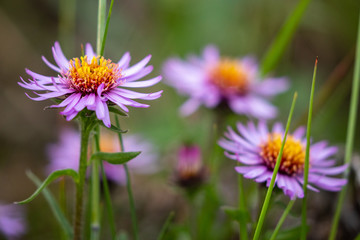 Flowers of the Denali National Park