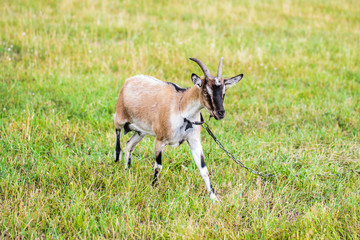 A young goat on a leash grazes in a meadow.