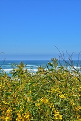 Vila Nova de Mil Fontes