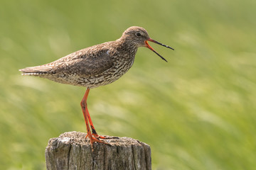 sitting redshank in the salt marshes of the North Sea