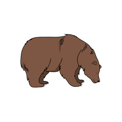 vector brown bear wild animal illustrarion